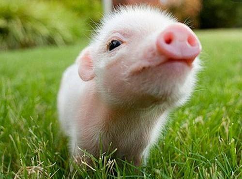 預(yù)防非洲豬瘟病毒進(jìn)入養(yǎng)豬場？5步絕招！